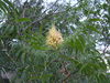 Prairie Flameleaf Sumac - Photo (c) Kenneth Bader, some rights reserved (CC BY-NC), uploaded by Kenneth Bader