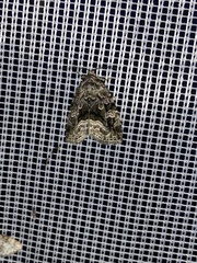 Protodeltote muscosula