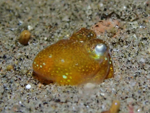 Sepiadarium kochii