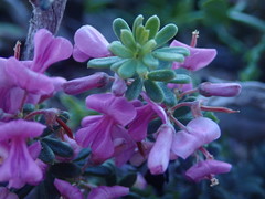 Indigofera sulcata