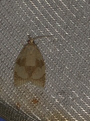 Adoxophyes negundana