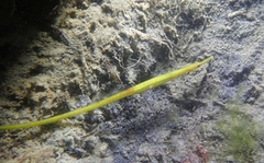 Syngnathus typhle