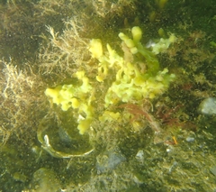 Halichondria bowerbanki