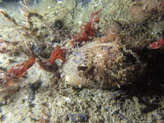 Urticina felina