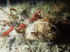 Urticina felina