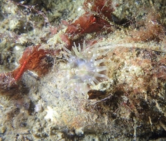 Urticina felina