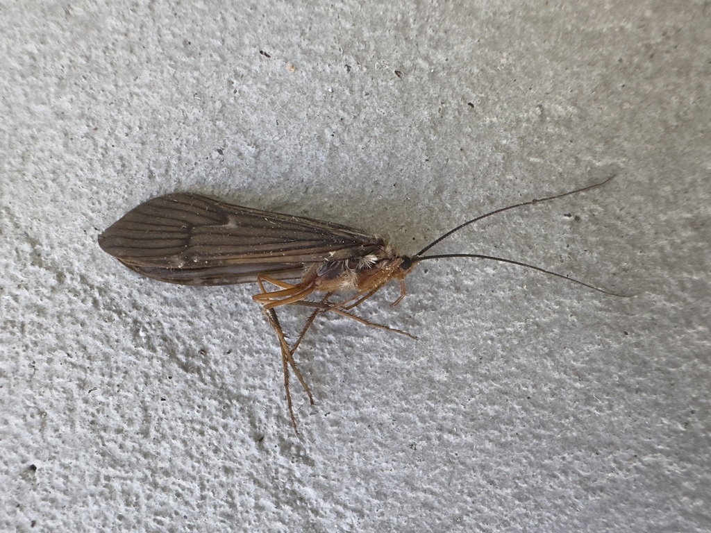 Dicosmoecus gilvipes