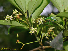 Euonymus spraguei