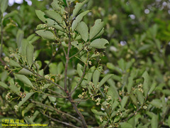 Euonymus spraguei