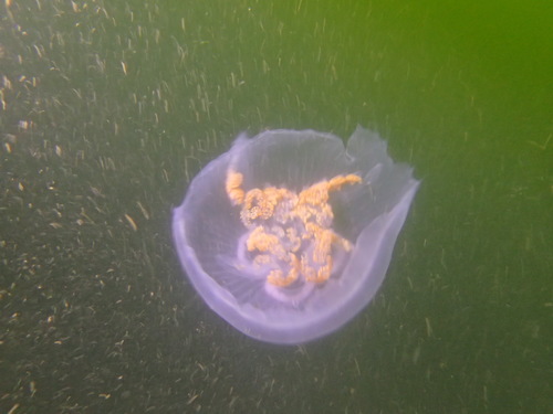 Common Moon Jelly, photo 7 of 10