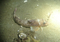 Eutrigla gurnardus