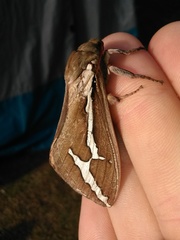 Abantiades latipennis