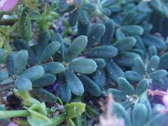 Indigofera sulcata