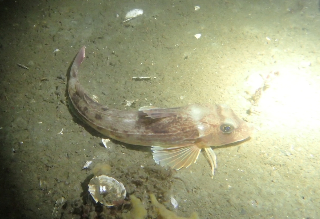 Grauwe poon (Eutrigla gurnardus) — Triglidae
