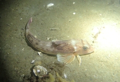 Eutrigla gurnardus