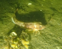 Eutrigla gurnardus