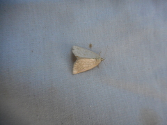 Protodeltote albidula