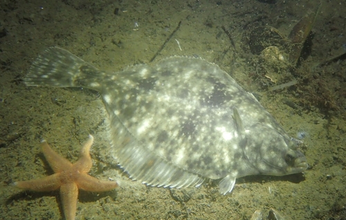 European Flounder