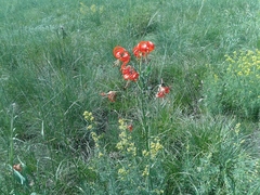 Lilium pumilum
