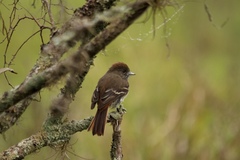 Knipolegus cyanirostris