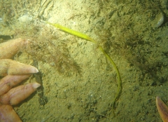 Syngnathus typhle