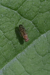 Opomyza florum