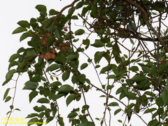 Actinidia rufa