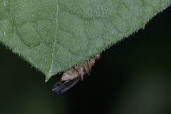 Opomyza florum