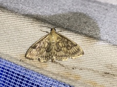 Crocidophora serratissimalis