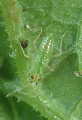 Macrolophus pygmaeus