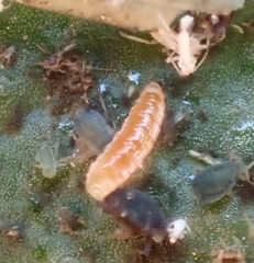 Aphidoletes aphidimyza