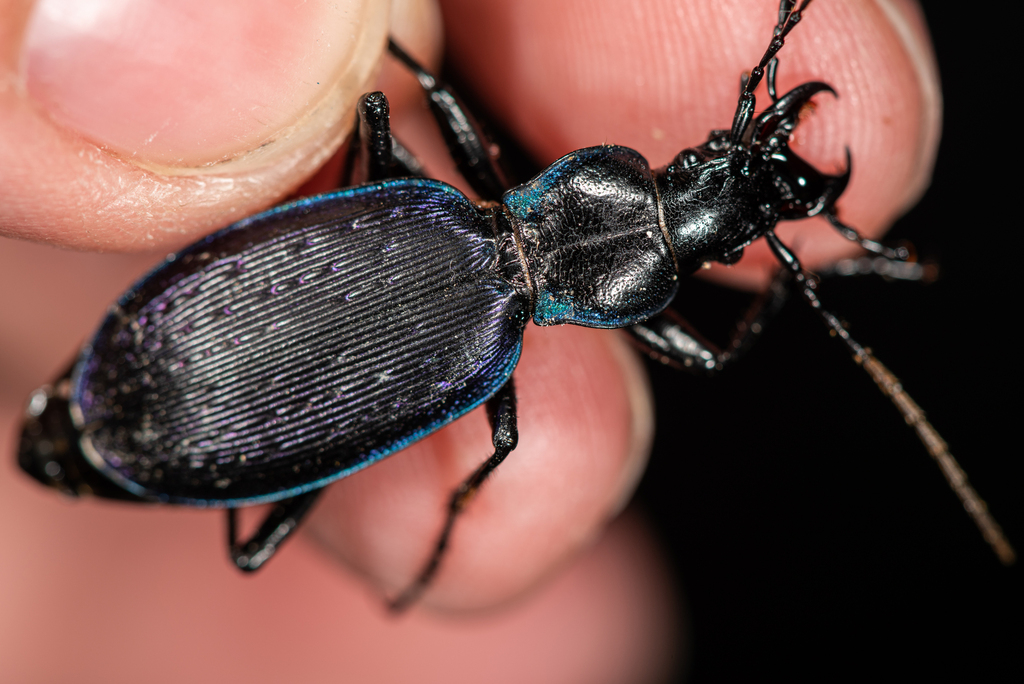 Carabus osseticus