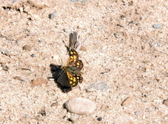 Carterocephalus mandan