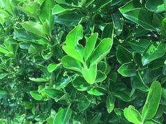 Tracheophyta