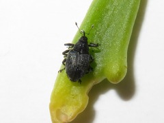 Ceutorhynchus cakilis