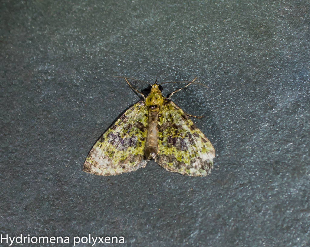 Hydriomena polyxena