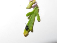 Ceutorhynchus cakilis