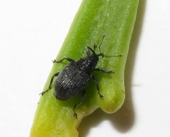 Ceutorhynchus cakilis