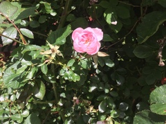 Rosa