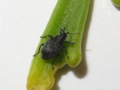 Ceutorhynchus cakilis