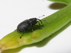 Ceutorhynchus cakilis