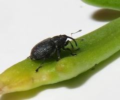 Ceutorhynchus cakilis