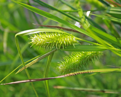 Carex lurida