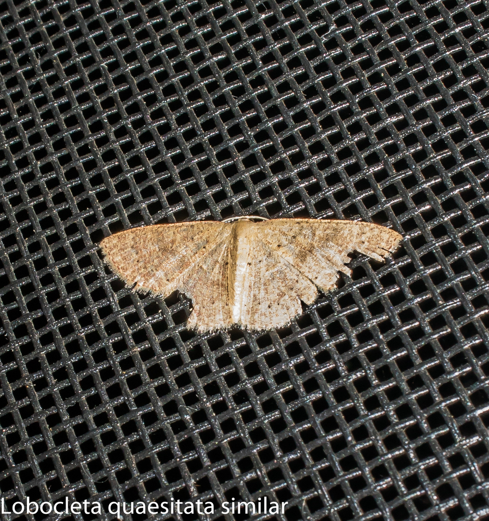 Lobocleta quaesitata