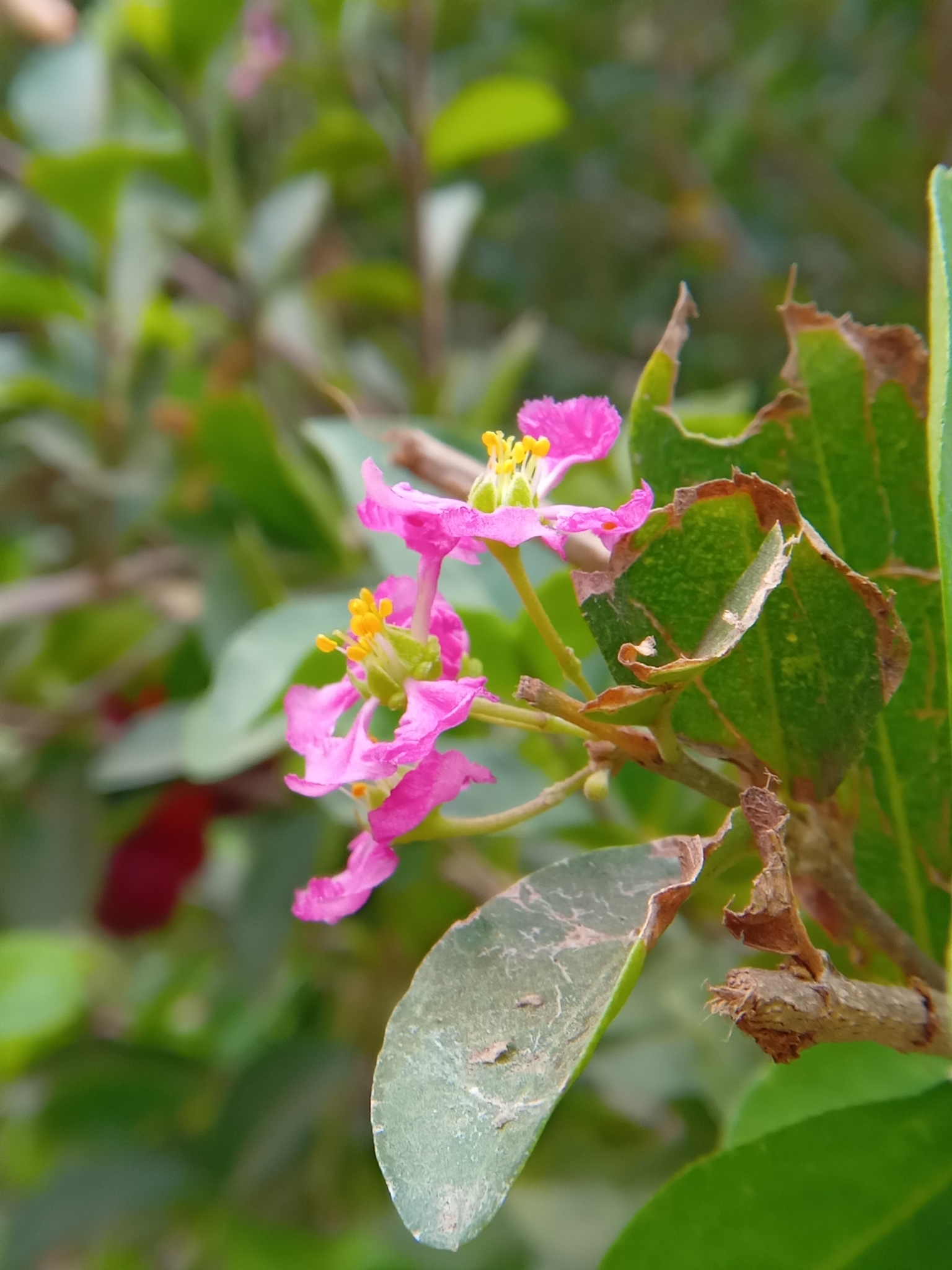 Malpighia emarginata