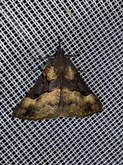 Hypena edictalis