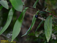 Polygonatum arisanense