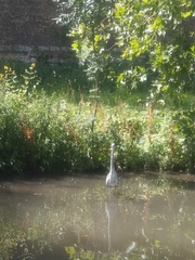 Ardea cinerea