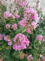 Lagerstroemia indica