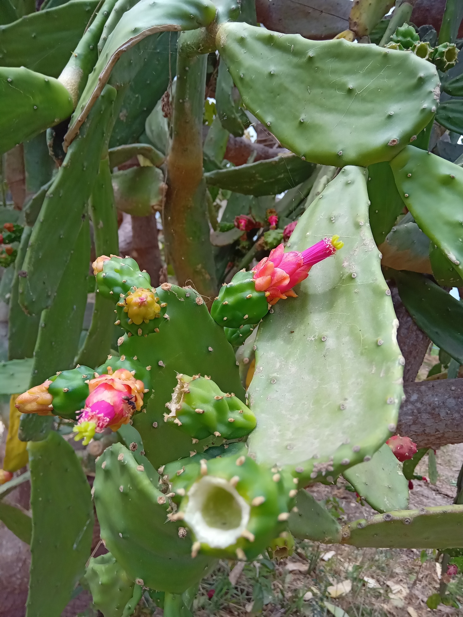 Opuntia cochenillifera